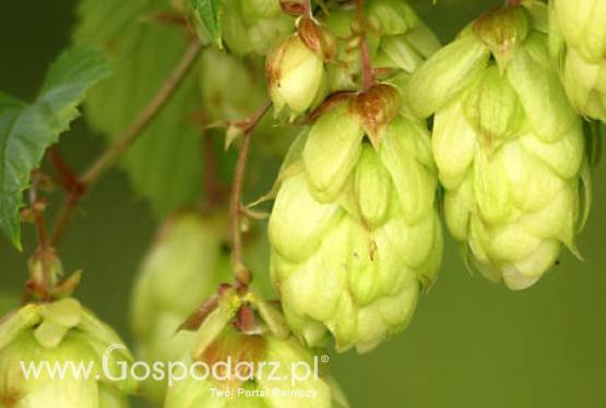 Spotkanie branży chmielarskiej i piwowarskiej