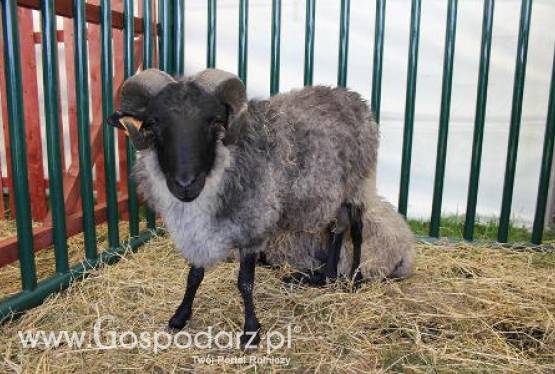 Wołowina, baranina oraz drób są droższe