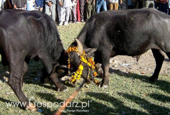 Nie będzie zmian w rytualnym uboju zwierząt