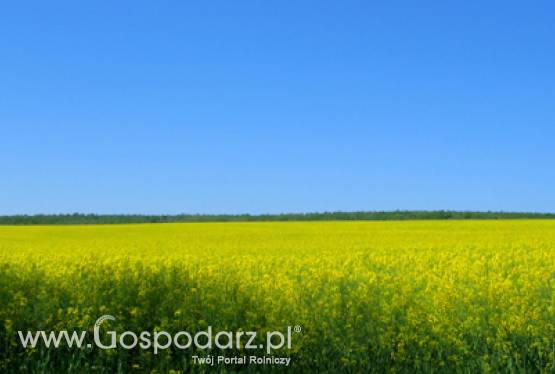 PSPO rekomenduje efektywne odmiany rzepaku