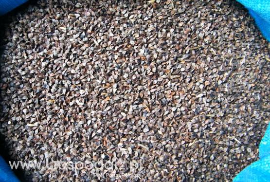 Gryka Ekoologiczna Nasiona gryki EKO Certyfikat