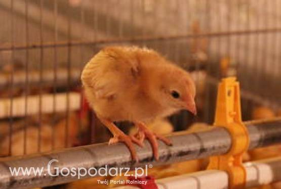 Wyposażenie budynków inwentarskich - hodowla niosek