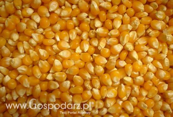 Zbiory unijnej kukurydzy będą wysokie