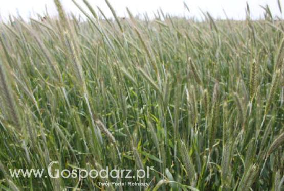 Rosja – Korekta prognoz tegorocznych zbiorów zbóż