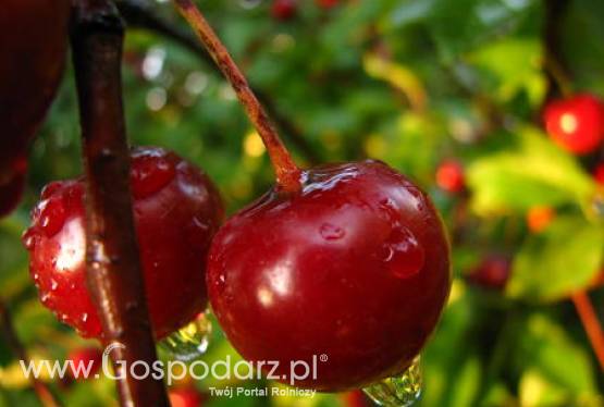 Chiny – Większe zbiory wiśni i czereśni