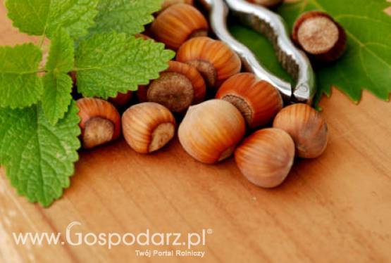 Problemy z orzechami laskowymi