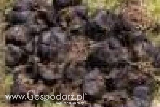 Obornik koński 30 kg/80l nawoz organiczny