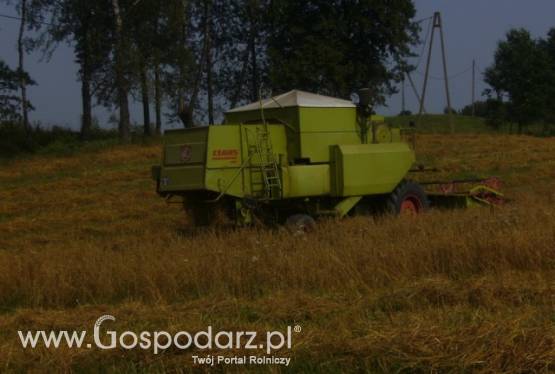 Class Dominator 80 - kombajn zbożowy + szarpacz