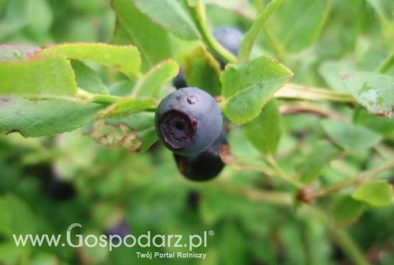 Borówka z Polski cieszy się sporym zainteresowaniem