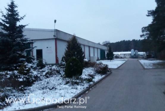 Wynajmę ubojnię masarnia zakład mięsny