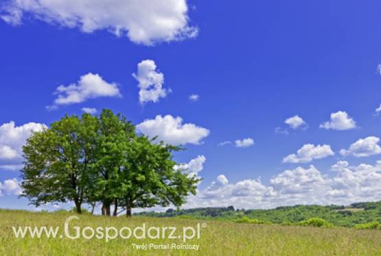 ARiMR przyjmuje wnioski o pomoc na zalesianie