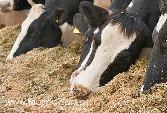 makuch  SŁONECZNIKOWY  sprzedam