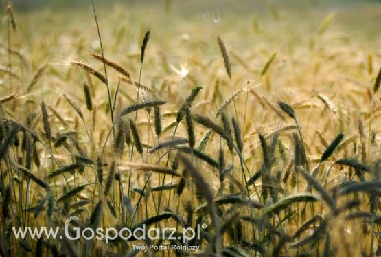 Amerykański raport przewidujący tereny zasiewów i status zbiorów zostanie opublikowany