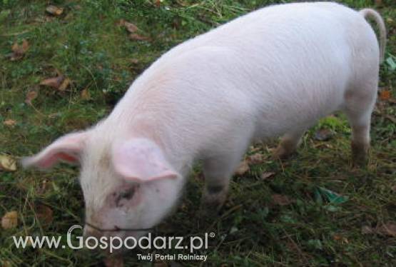 Szczegółowe badania żywej trzody chlewnej oraz gotowego do sprzedaży mięsa nie wykazały obecności dioksyn