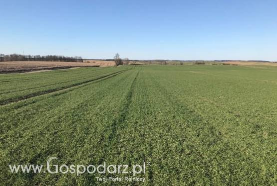 Wezmę w dzierżawę ziemię rolną