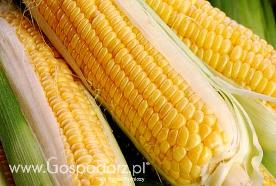Polecamy nasiona kukurydzy