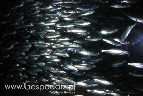 Połowy śledzi rozpoczęte