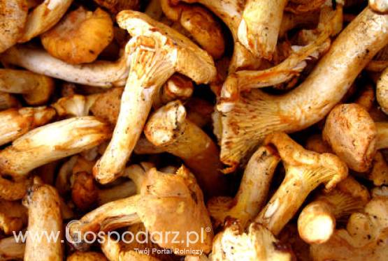 Portugalia – Dietetyczne odpady z grzybów w żywności
