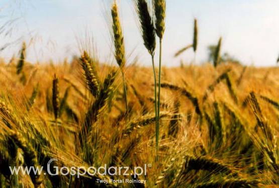 Krajowe ceny zbóż w punktach skupu