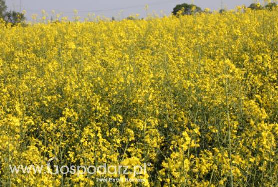 Mniej unijnego rzepaku