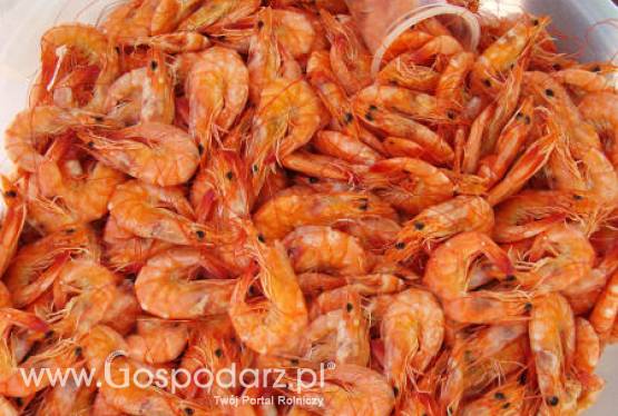 Chore krewetki z Mozambiku