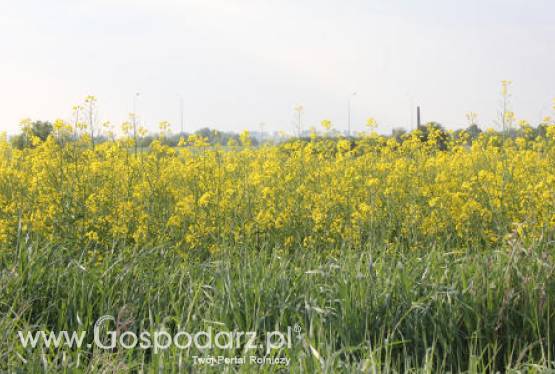 Tydzień na giełdowym rynku oleistych - 18-06-2012