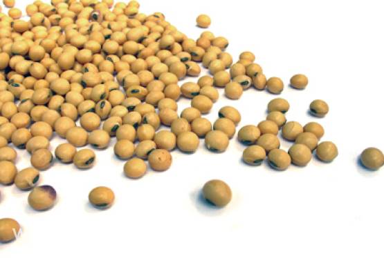 Podestylacyjny susz zbożowy (DDGS) szansą na ograniczenie importu soi do UE