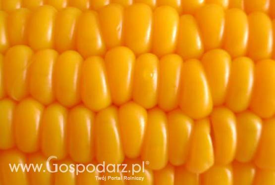 Rekordowe zbiory kukurydzy na świecie