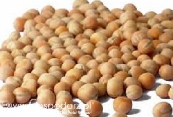 Kupię bobik, groch, łubin, peluszkę, grykę, soję, rzepak