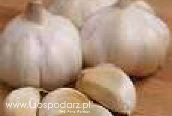 czosnek bezpośrednio od plantatora-Hiszpania!