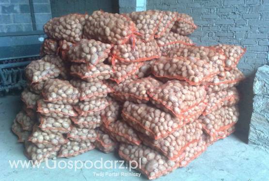 Ziemniaki Jadalne Wineta Bryza żółte łódźkie!!!