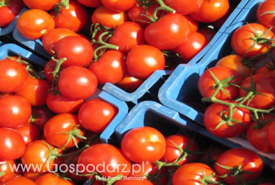 Komunikat w sprawie eksportu warzyw do Rosji