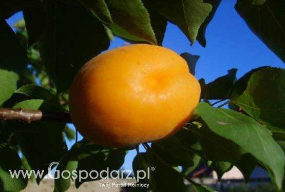 Zbiory moreli w Unii Europejskiej