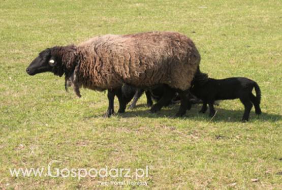 Innowacyjność w produkcji zwierzęcej