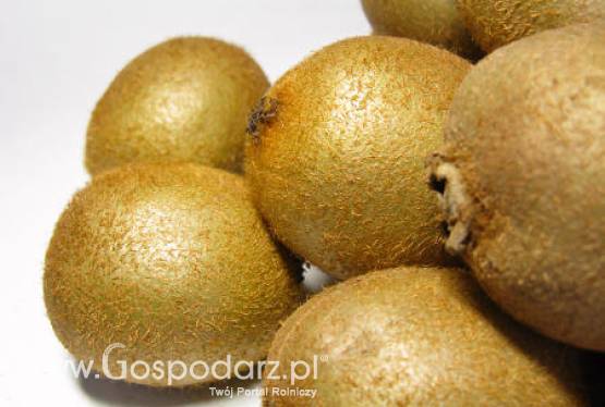 Tendencja wzrostowa produkcji kiwi