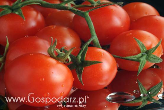 Eksport polskich warzyw