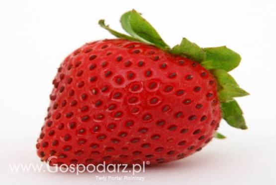 Hiszpania – Przyspieszony koniec sezonu na truskawki