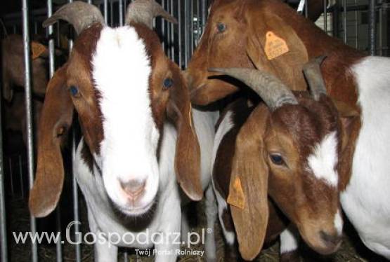 Hodowcy zwycięskich kóz i owiec XXV Krajowej Wystawy Zwierząt Hodowlanych w Poznaniu