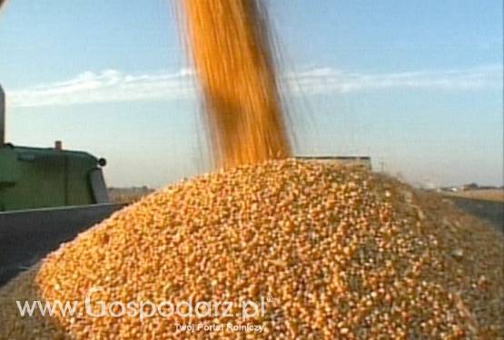 Koszenie zbiór omłot kukurydzy na ziarno 2015 John Deere