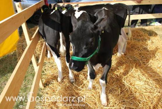 Od września nie będzie mleka dla dzieci w szkołach?
