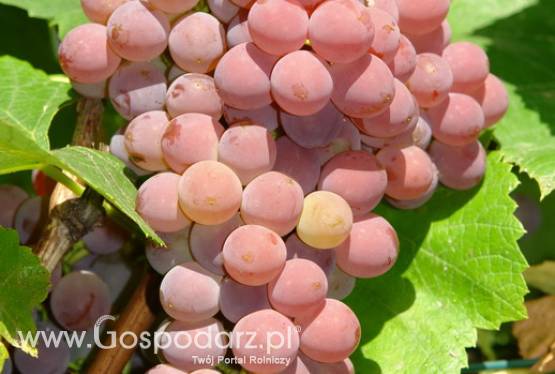 Sadzonki winorośli - winnica Golesz