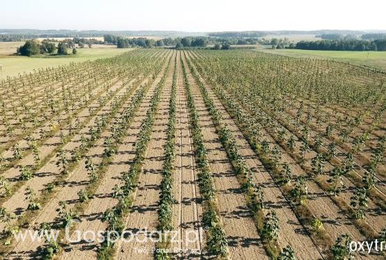 10-ha plantacja Oxytree w Lubuskiem – FILM