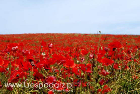 Czeski mak wypiera polski