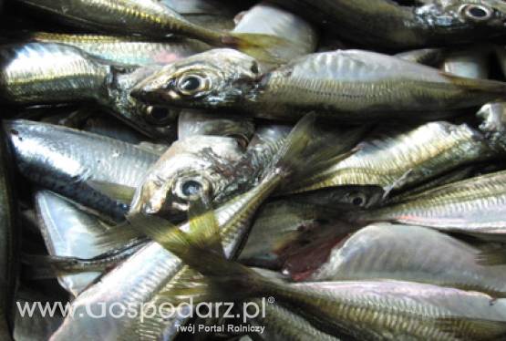 Trwa nabór wniosków o przyznanie pomocy z PO RYBY 2007-2013 na inwestycje w rybołówstwie śródlądowym