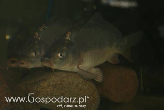 Tegoroczne karpie będą droższe