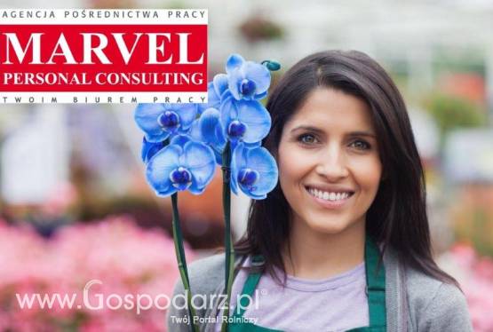 Holandia. Praca przy trzodzie chlewnej, bydle mlecznym oraz na fermie drobiu.