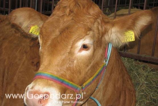 Będą dodatkowe pieniądze dla producentów i przetwórców wysokiej jakości wołowiny z certyfikatem QMP