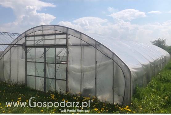 Tunel foliowy konstrukcja stalowa wzmacniana