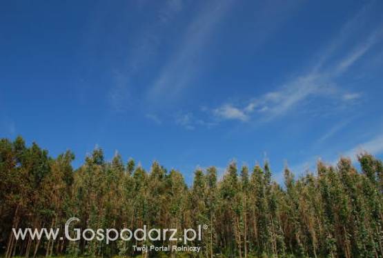 Zalesianie gruntów rolnych oraz zalesianie gruntów innych niż rolne - obwieszczenie