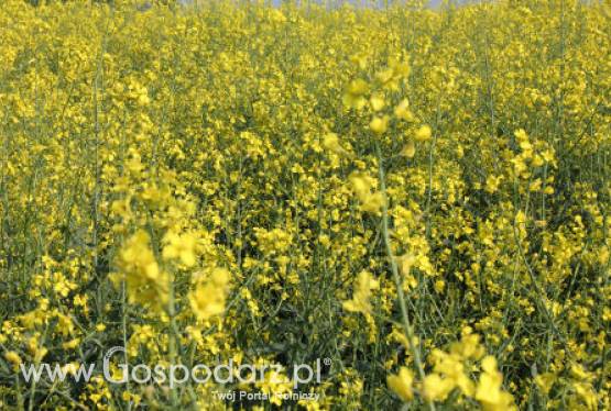 Ceny oleistych na giełdach światowych – 22.05.2012